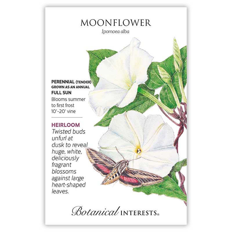 BI Seed, Moonflower
