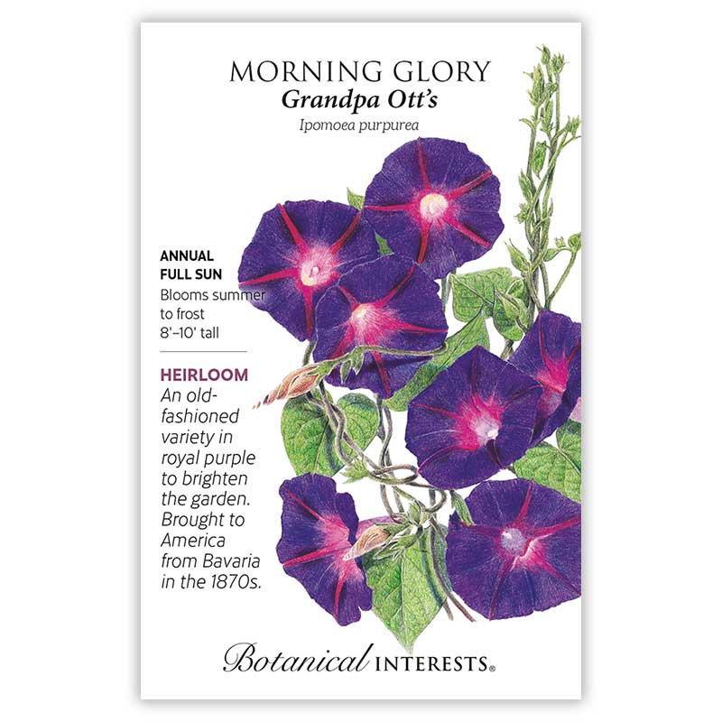 BI Seed, Morning Glory Grandpa Otts