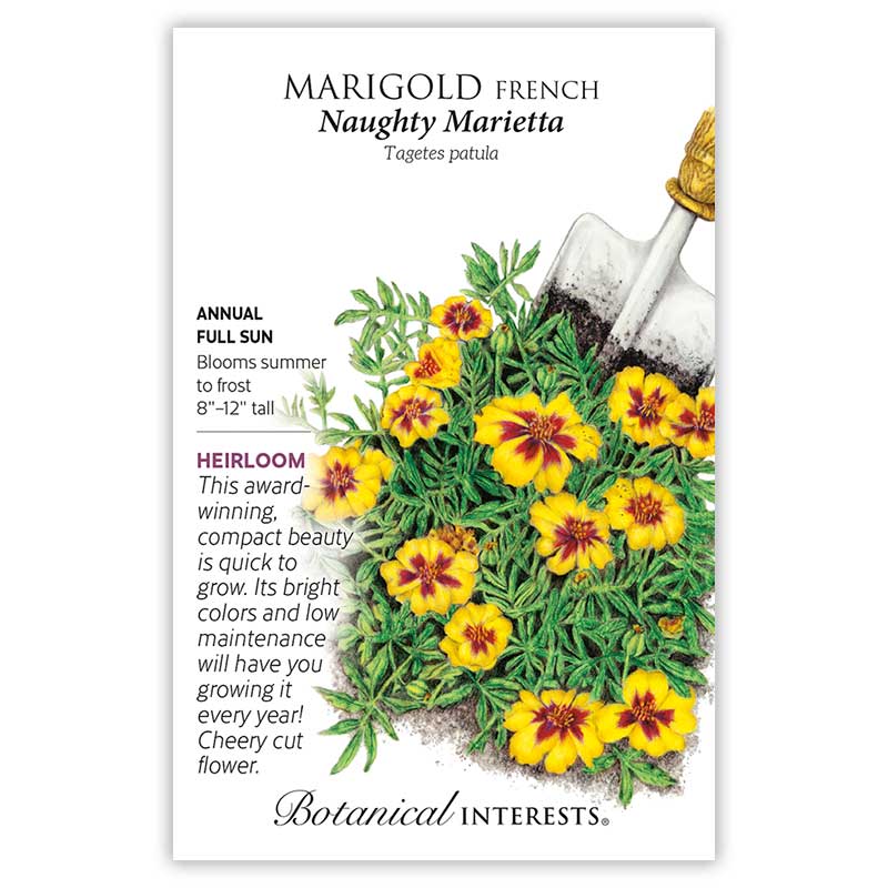 BI Seed, Marigold French Naughty Marietta