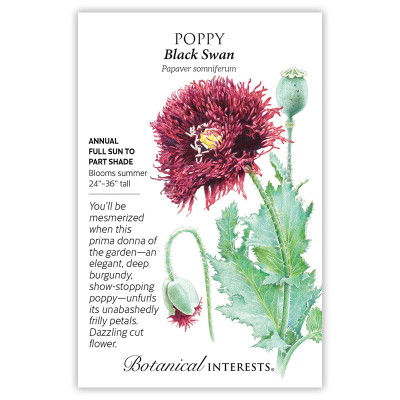 BI Seed, Poppy Black Swan