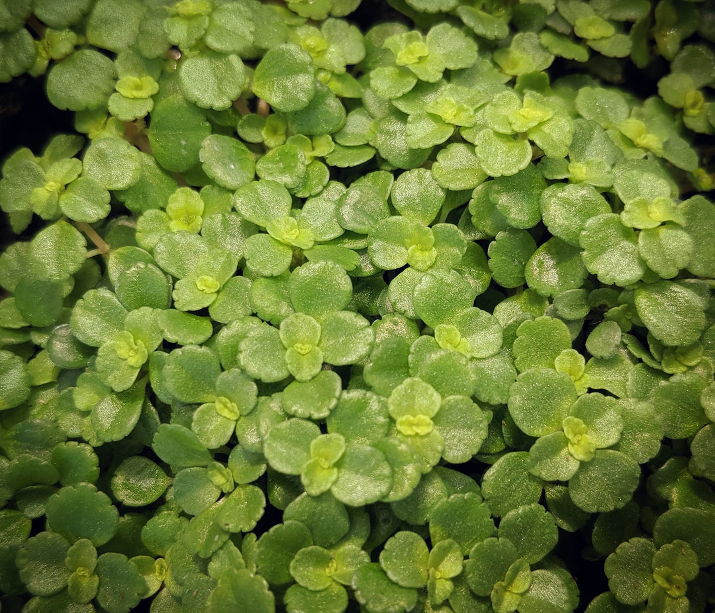 pilea green baby tears