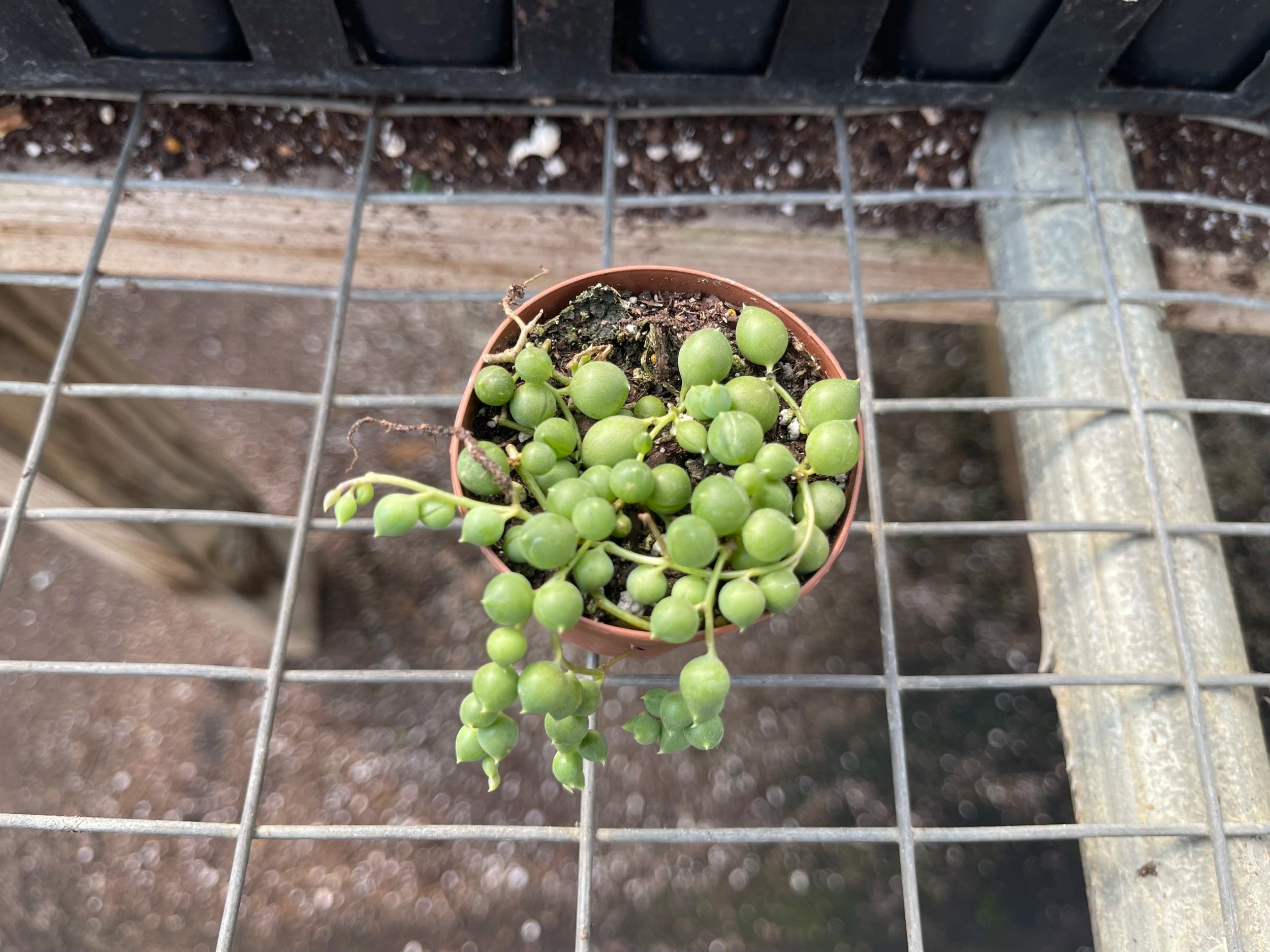 String of Pearls