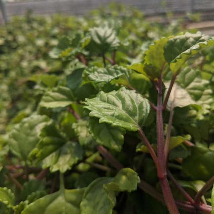 plectranthus swedish ivy 4