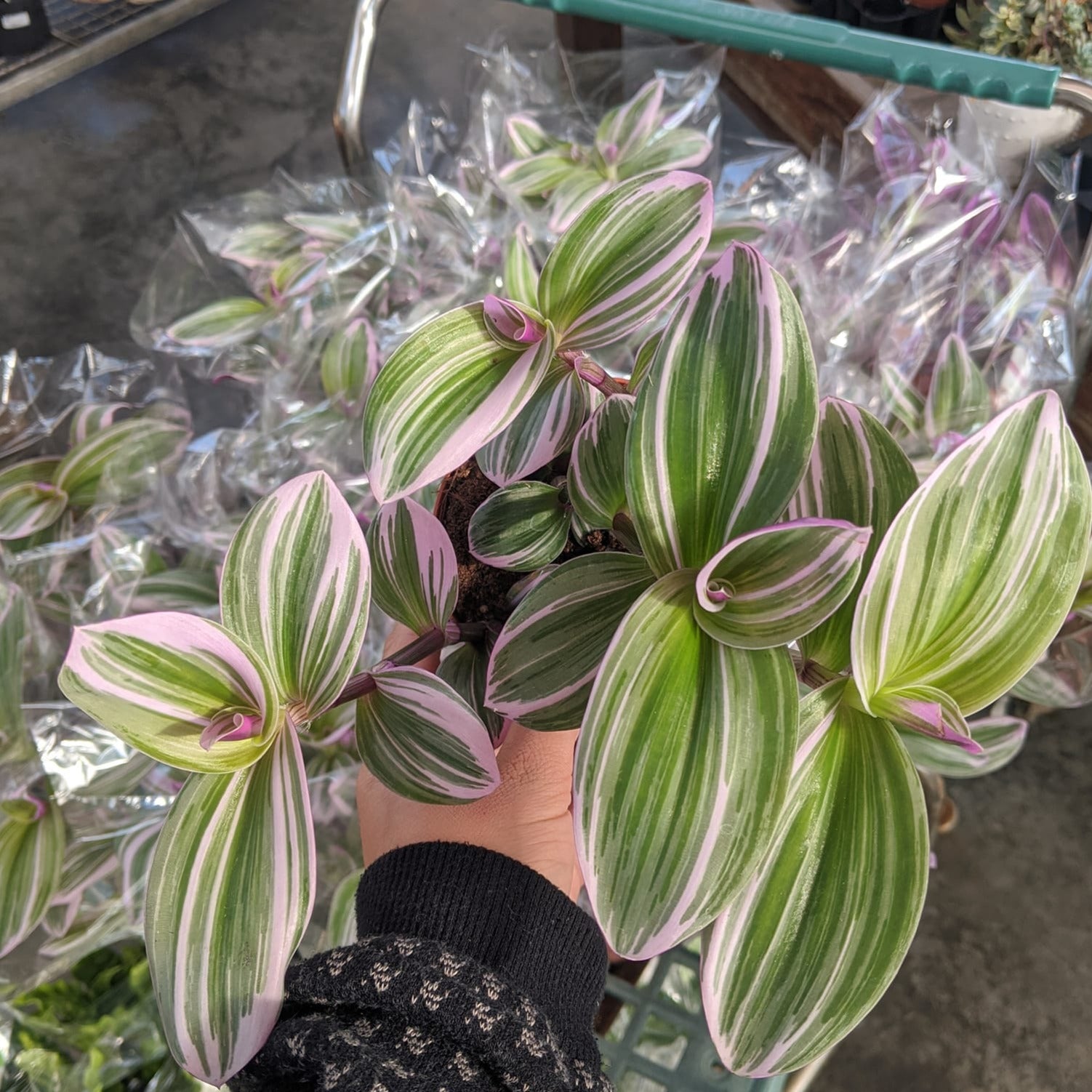 Tradescantia Nanouk