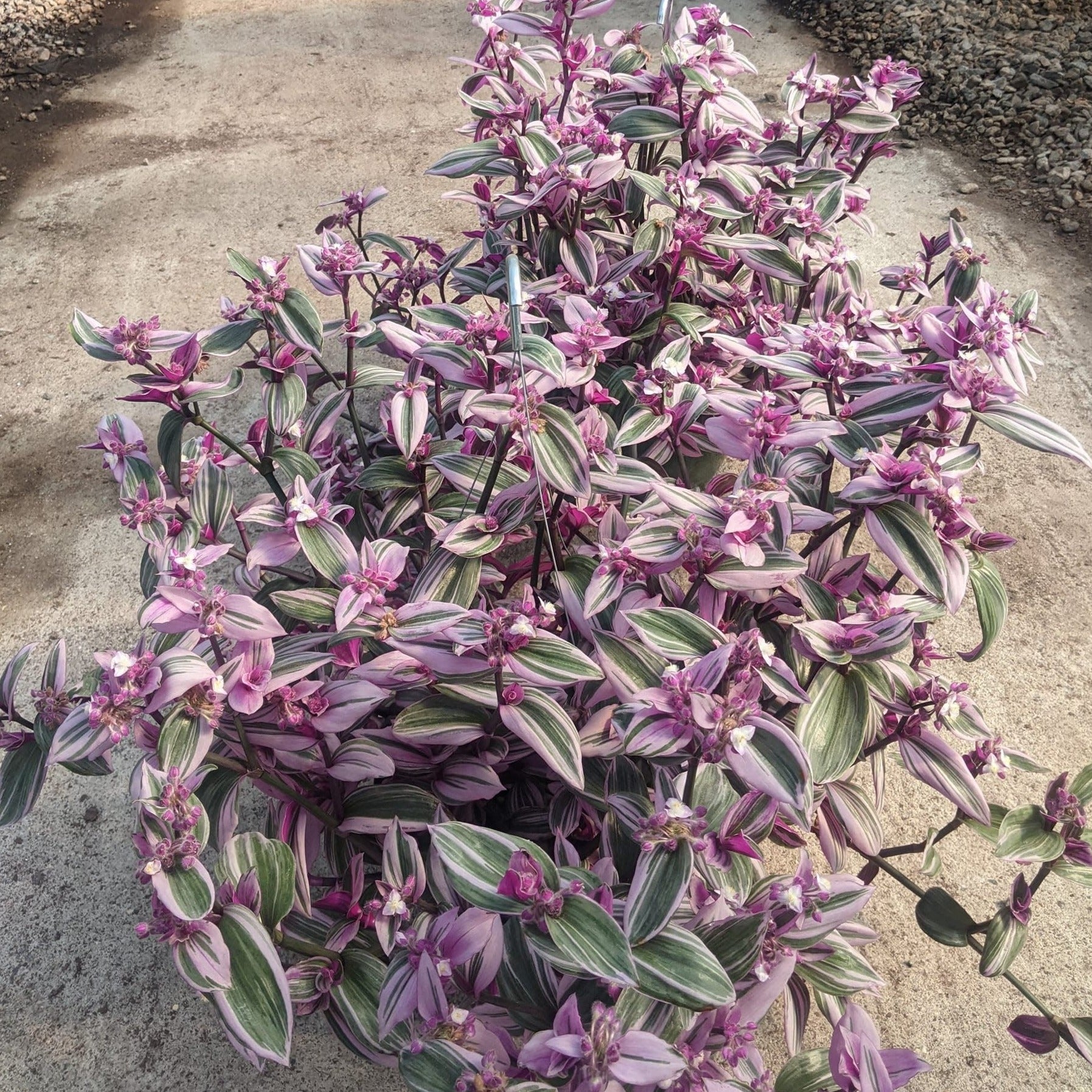 Tradescantia Nanouk 10