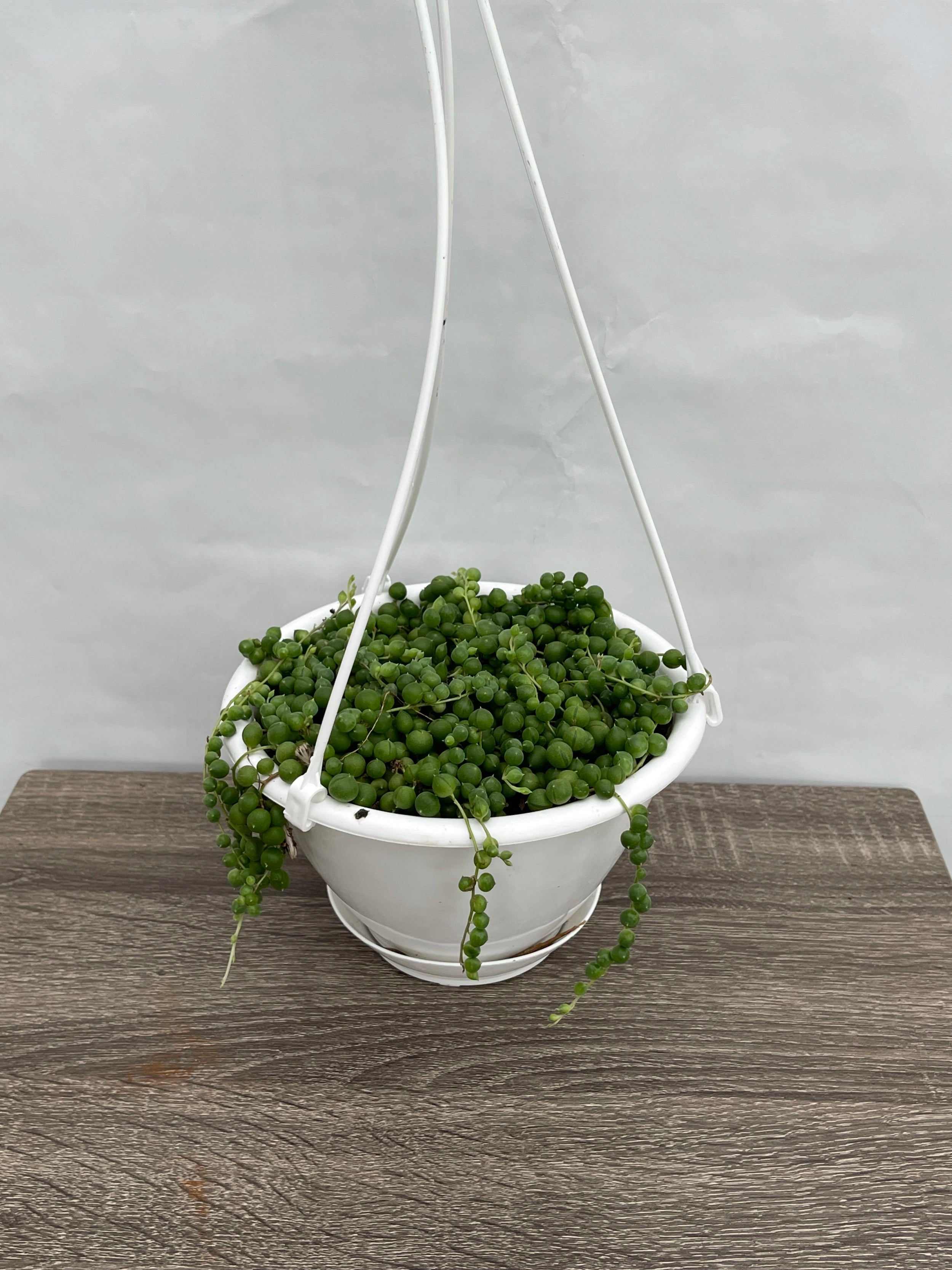 String of Pearls