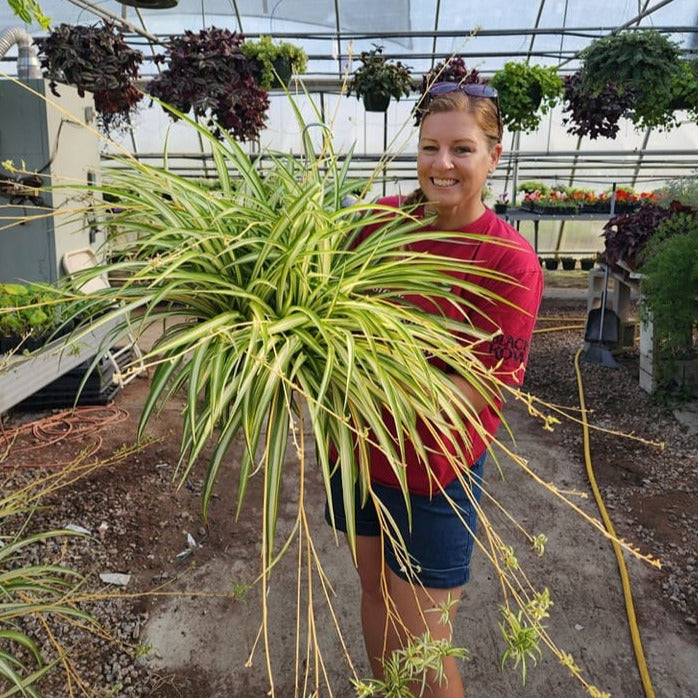 Old fashioned spider plant hanging basket