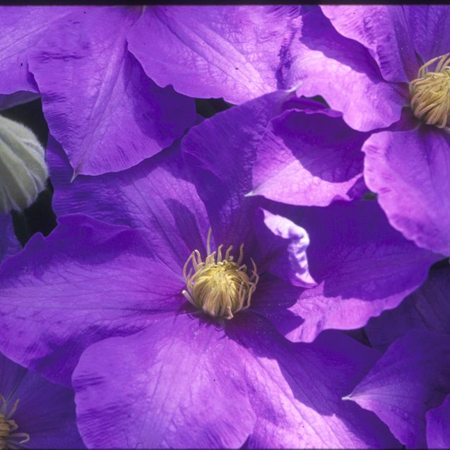 Clematis 1 Gal