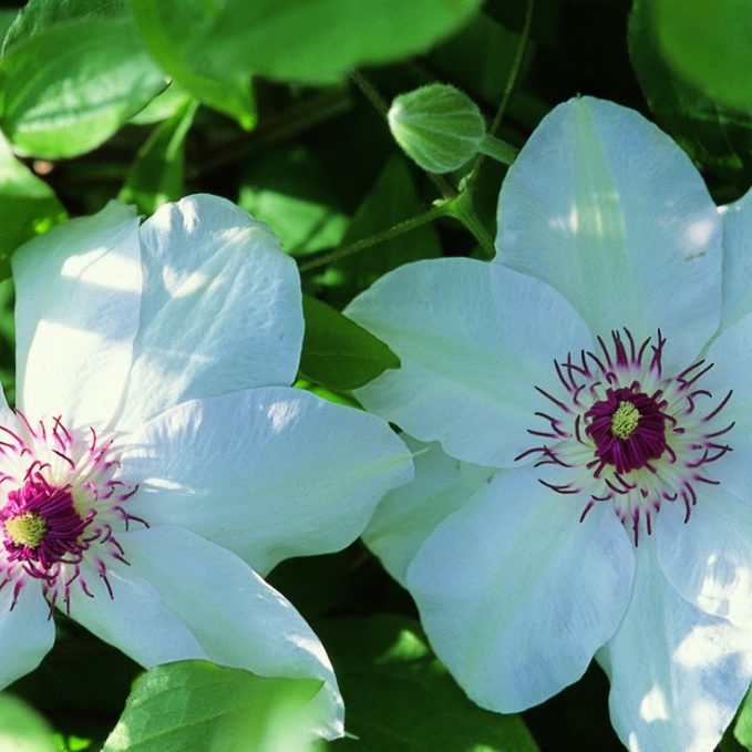 Clematis 1 Gal