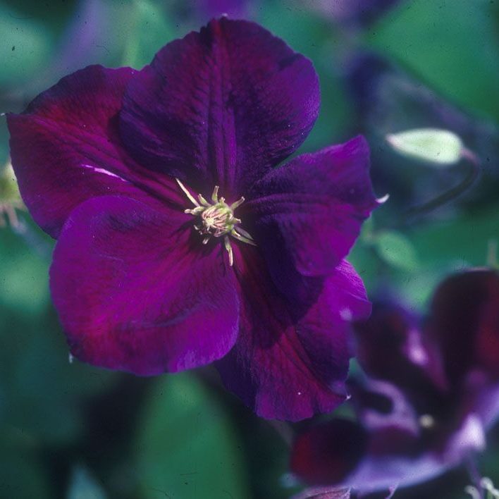 Clematis 1 Gal