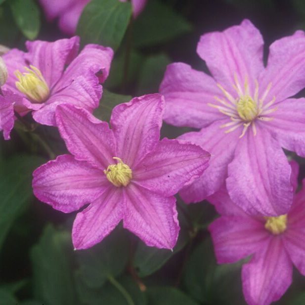 Clematis 1 Gal