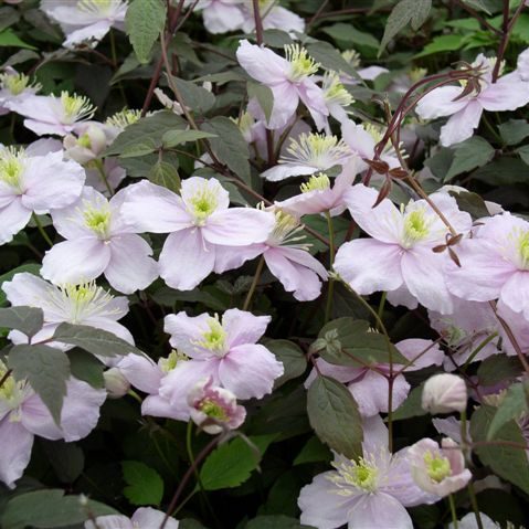 Clematis 1 Gal