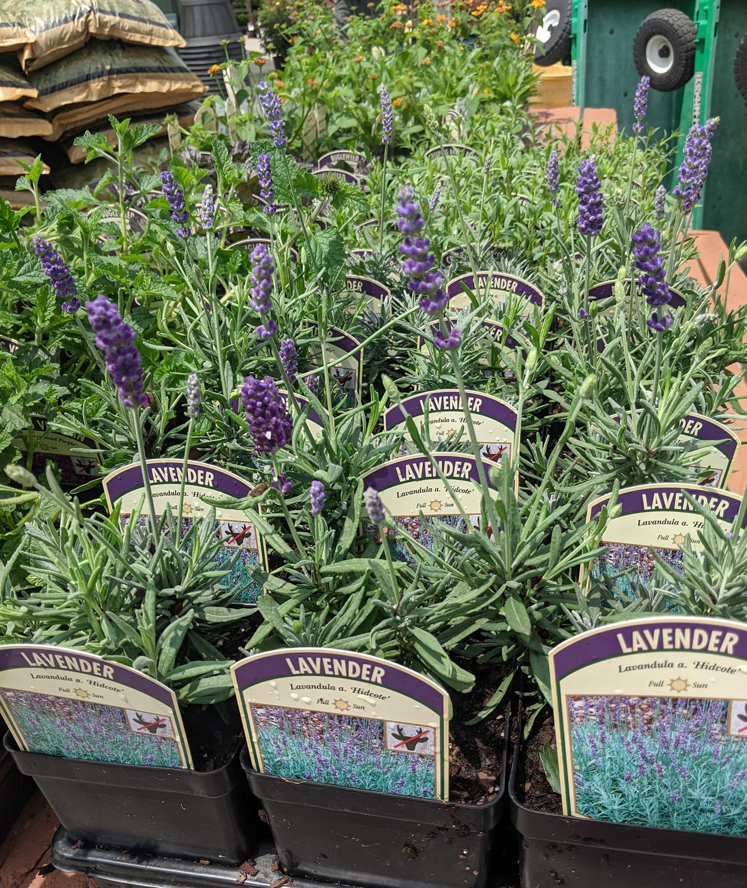 Lavender Hidcote Blue