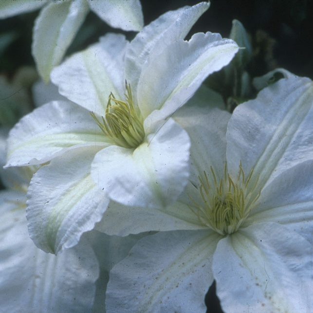 Clematis 1 Gal