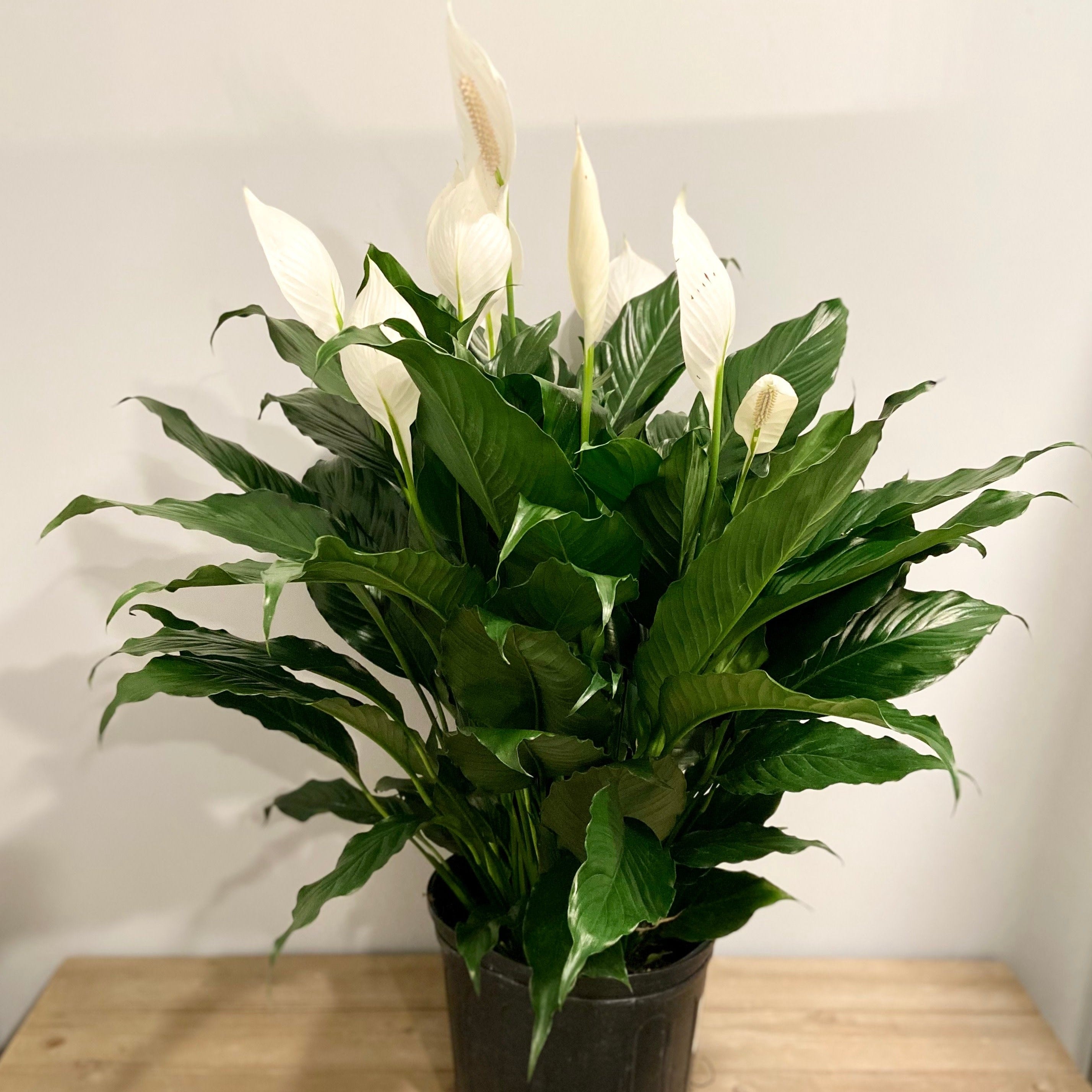 Spath Peace Lily 8