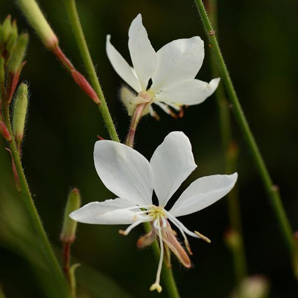 Gaura Belleza White