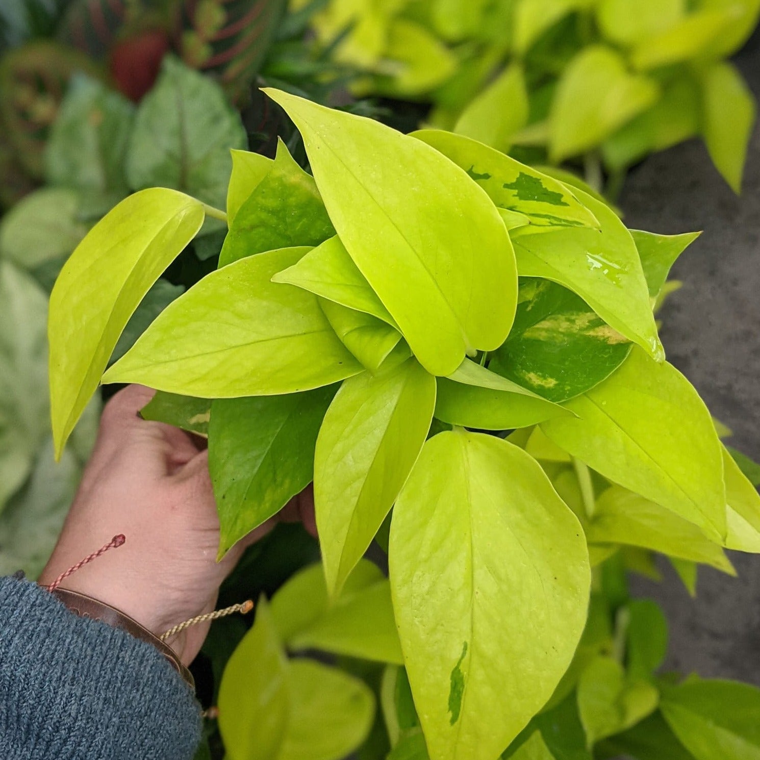 Neon Pothos