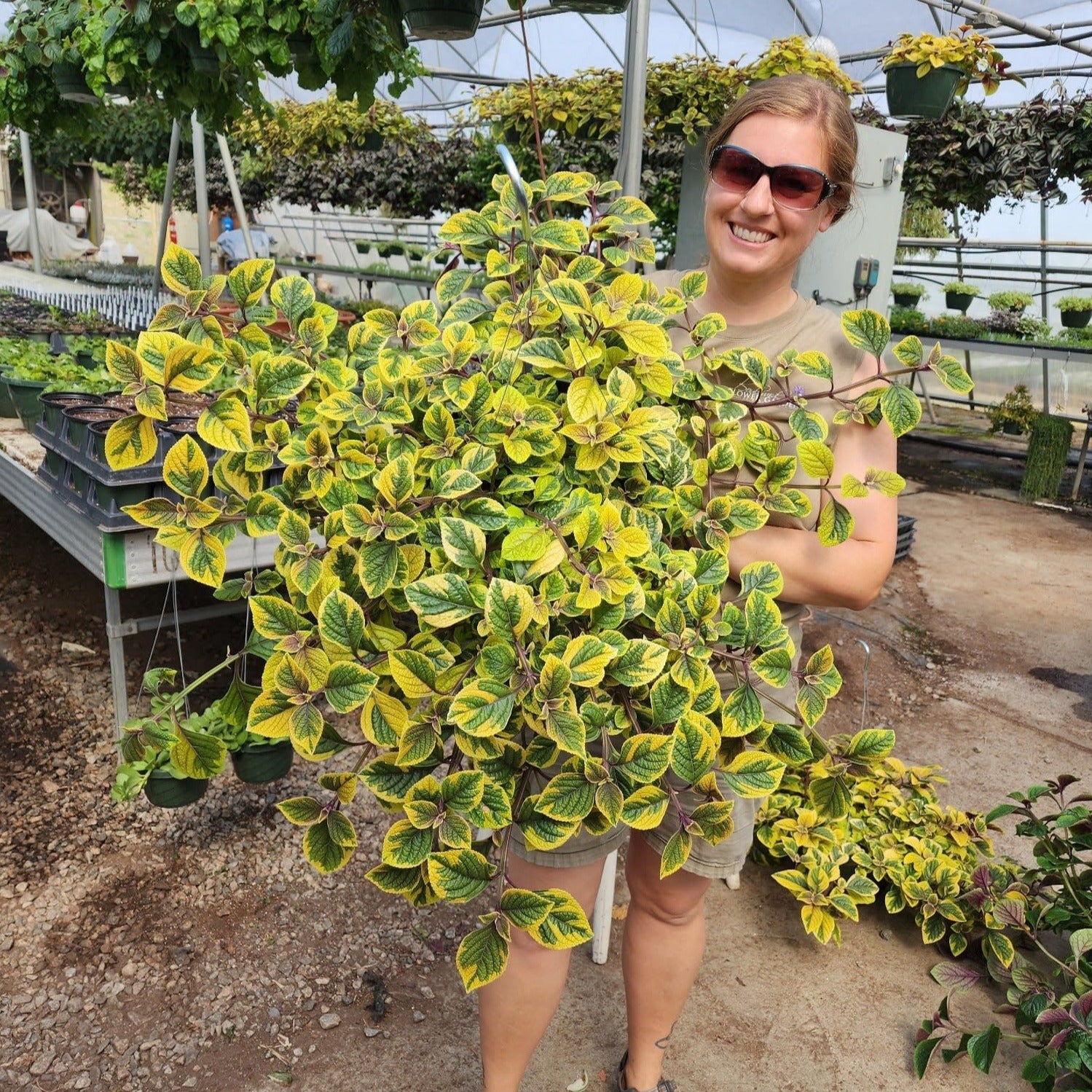 Plectranthus Lemon Lime Hanging Basket