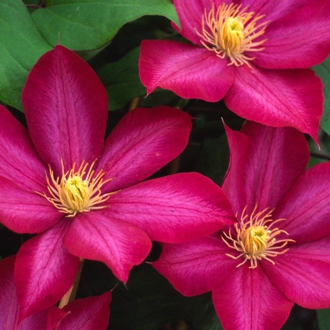 Clematis 1 Gal