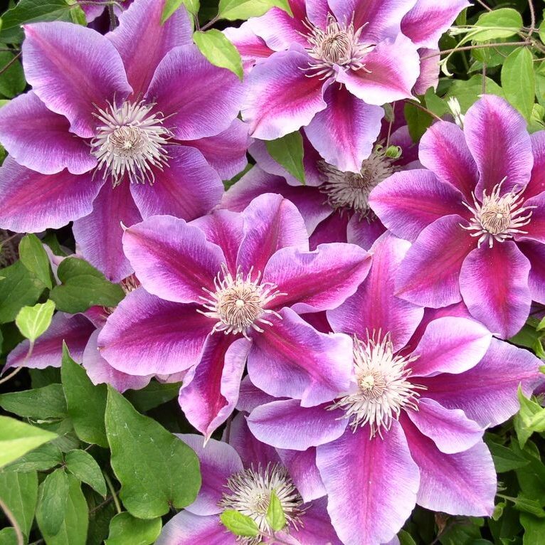 Clematis 1 Gal