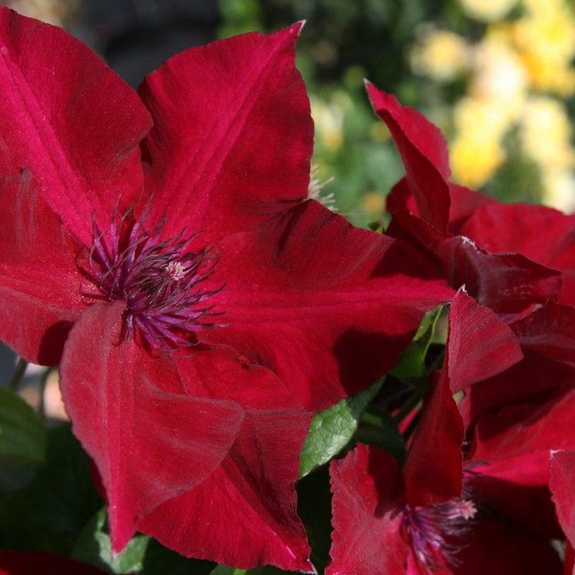 Clematis 1 Gal