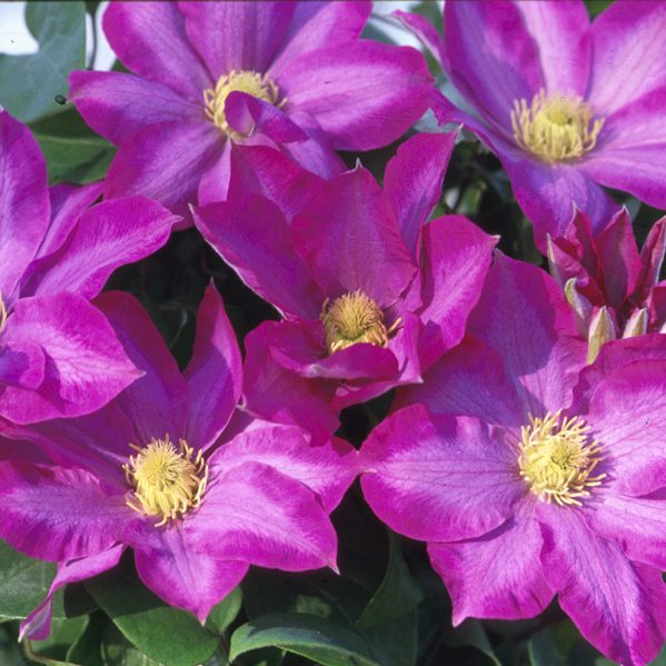 Clematis 1 Gal