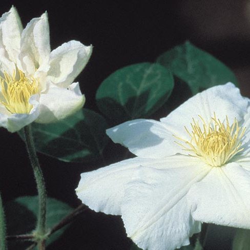 Clematis 1 Gal