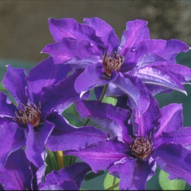 Clematis 1 Gal