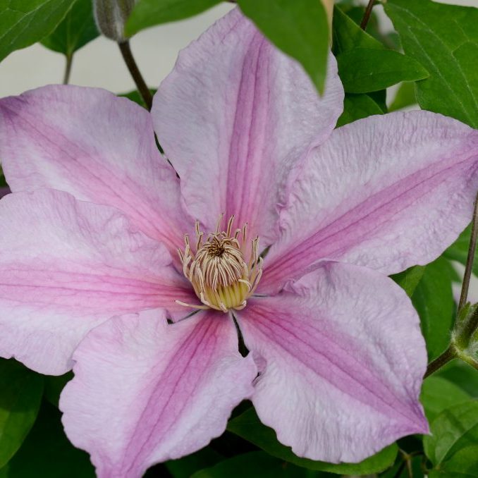 Clematis 1 Gal