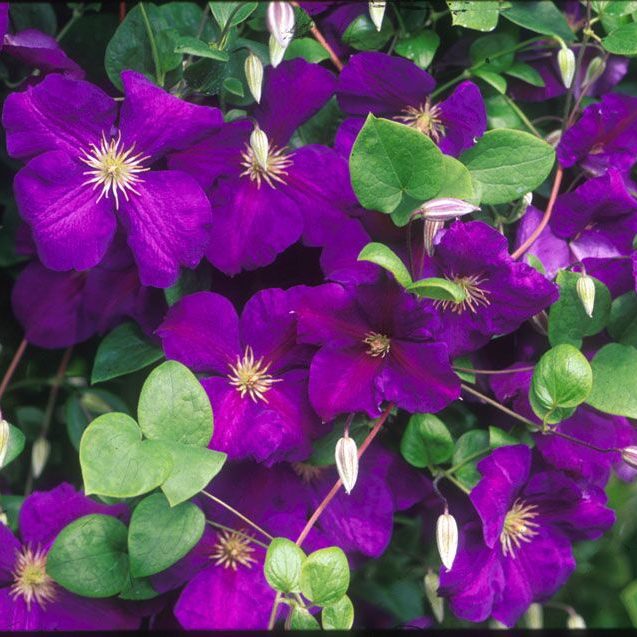 Clematis 1 Gal