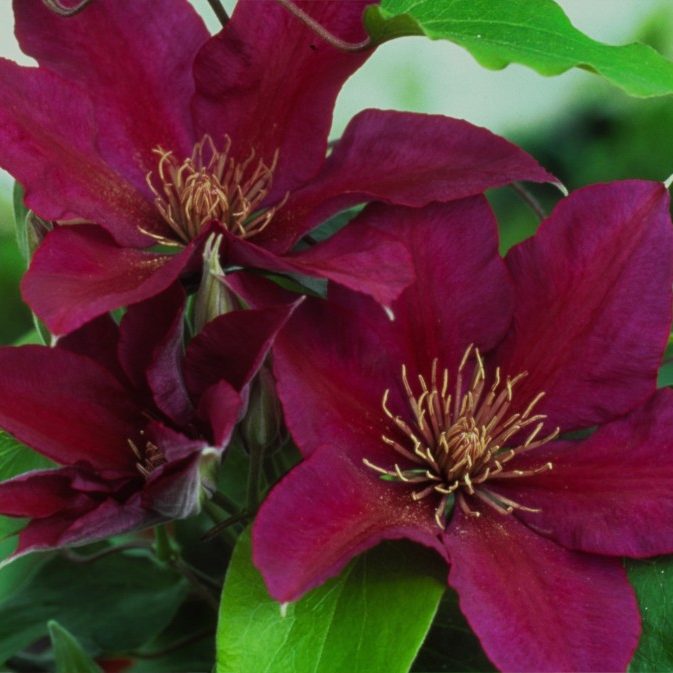 Clematis 1 Gal