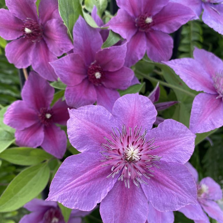 Clematis 1 Gal