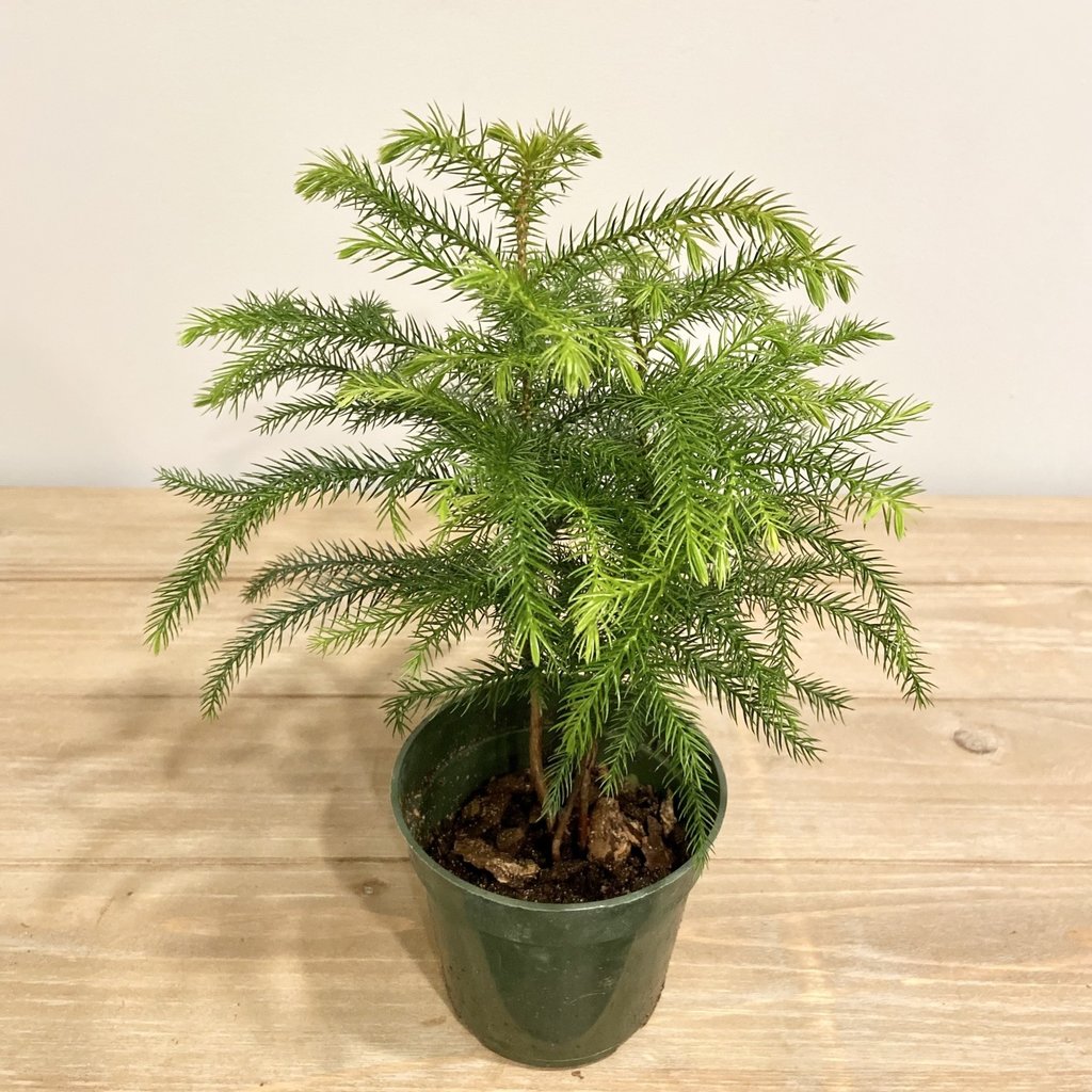 Norfolk Island Pine Houseplant