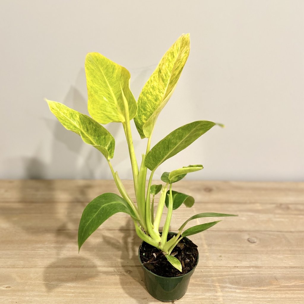 Philodendron Calkin's Gold Houseplant