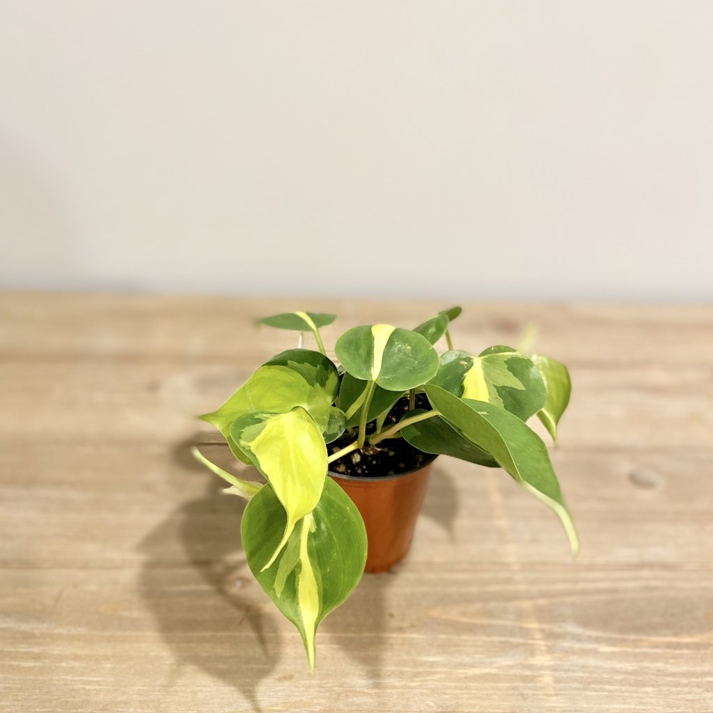 Philodendron Brasil Houseplant