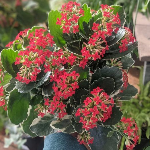 Kandy Kane Kalanchoe