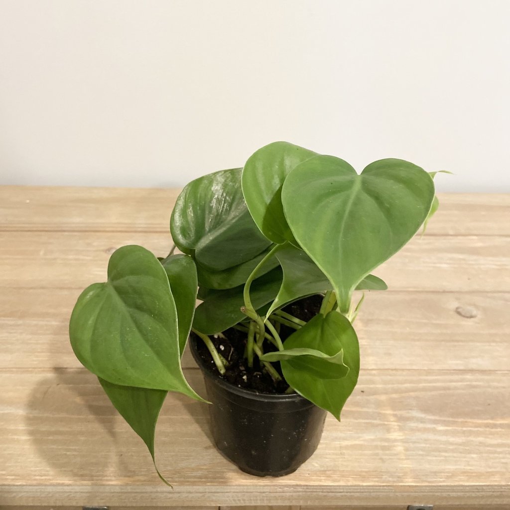 Philodendron Green Houseplant
