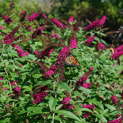 Buddleia Miss Molly 3 Gallon