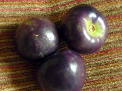 SE Seed, Purple Tomatillo Organic