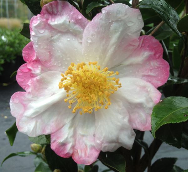 Camellia s Hana Jiman (White/Pink) 3