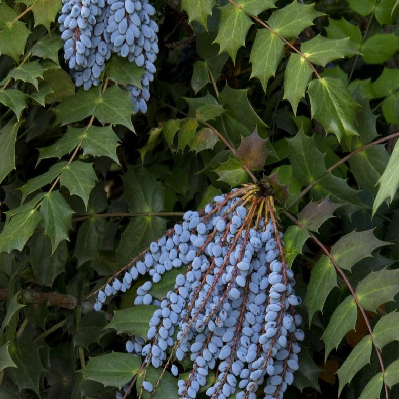 Leatherleaf Mahonia