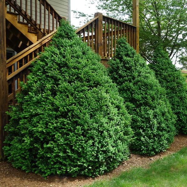 Buxus Green Mountain Boxwood