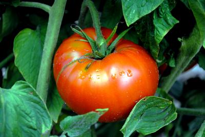 SE Seed, Brandywine OTV Tomato