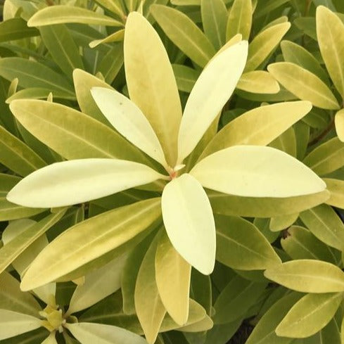 Florida Sunshine Illicium