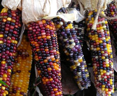 SE Seed, Cherokee Long Ear Small Corn
