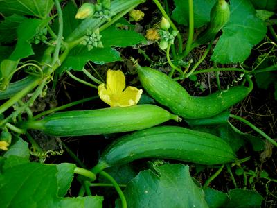 SE Seed Luffa Gourd Organic