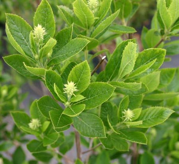 Clethra Hummingbird