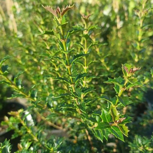 Fragrant Princess Osmanthus