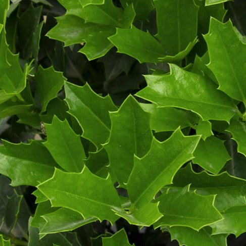 Oakleaf Holly