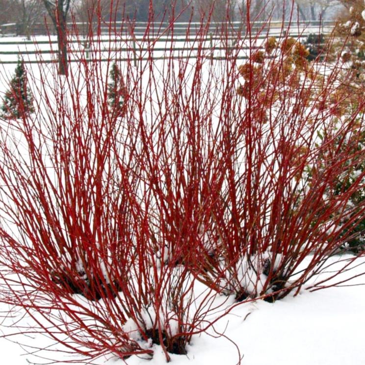 Red Twig Dogwood